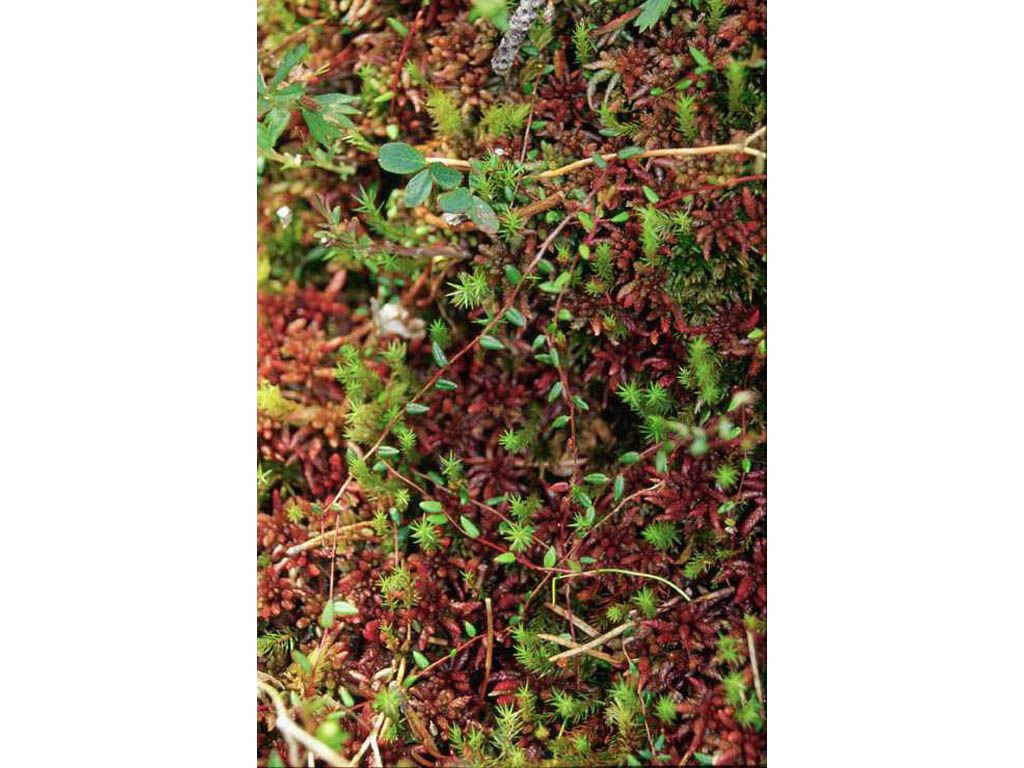 Canneberges; Airelles | Patrimoine du Morvan